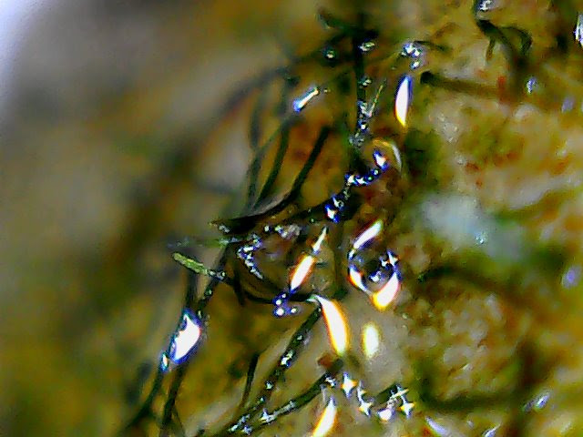 Fotografia MyMacros 1