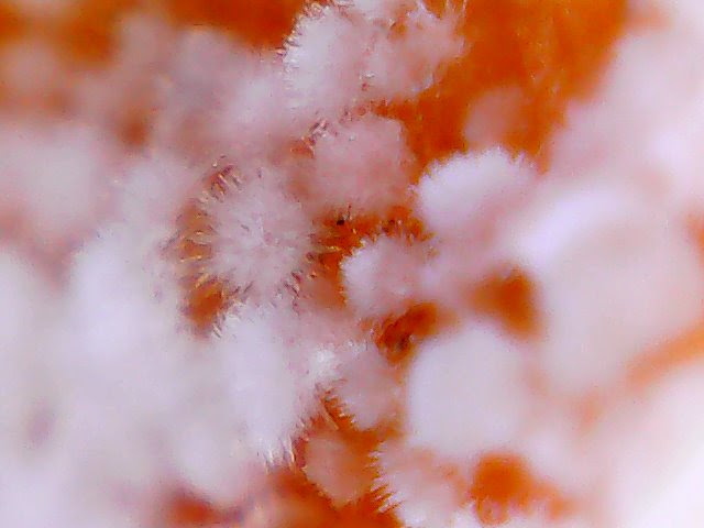 Fotografia MyMacros 1