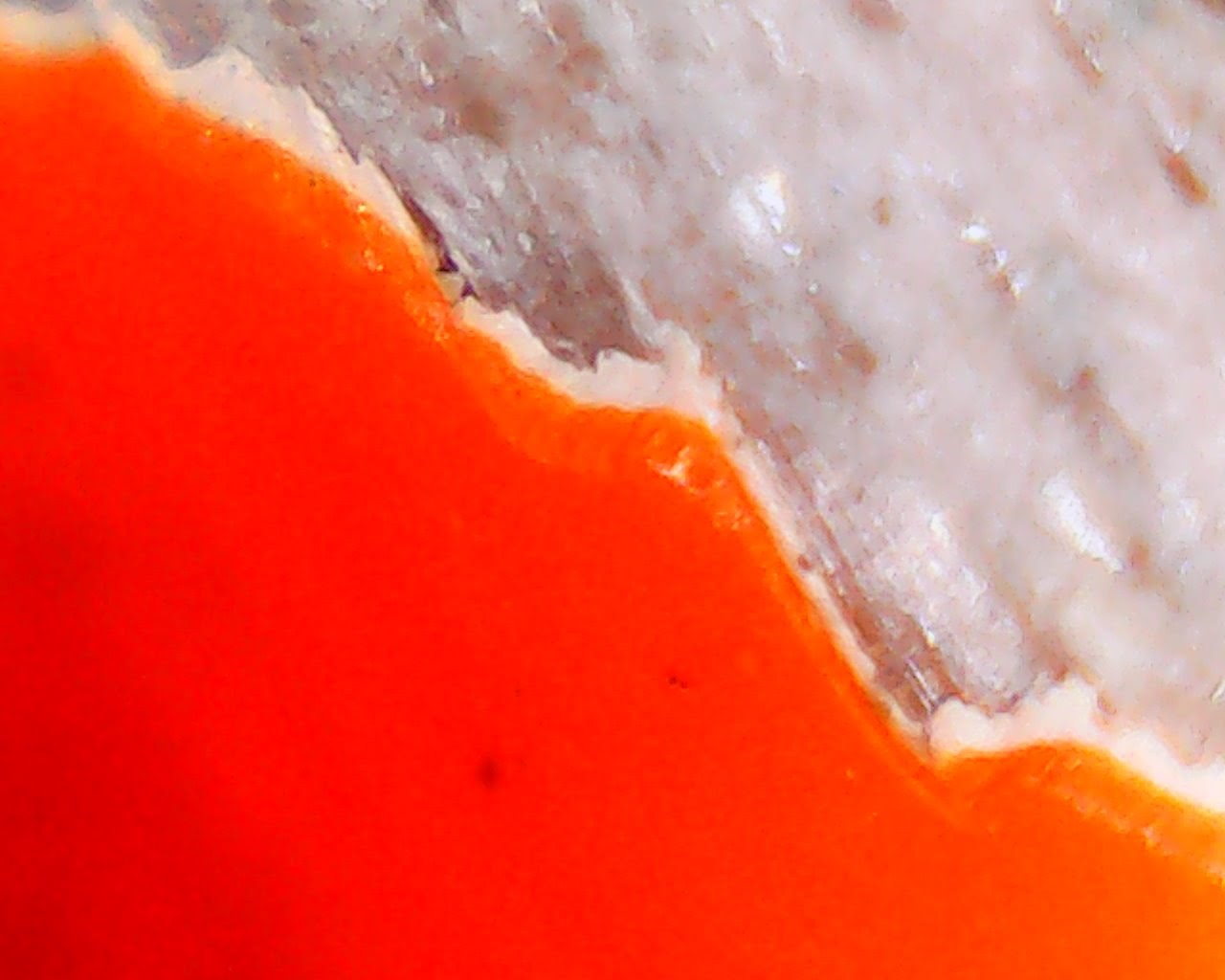 Fotografia MyMacros 1